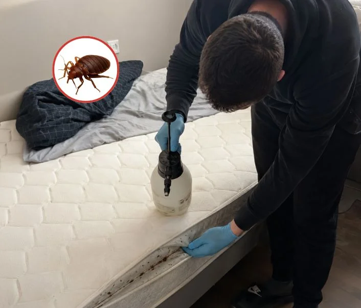Technicien traitant un matelas contre les punaises de lit à Guillerval